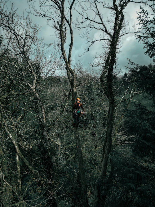 Climbing a tree to fell it using a climbing harness