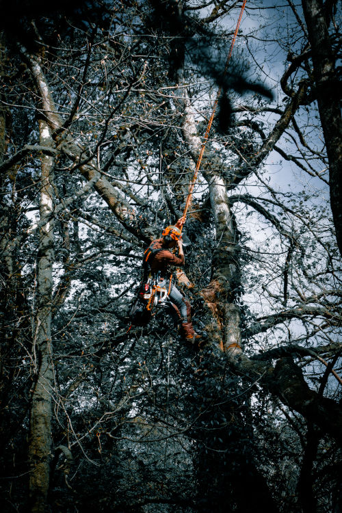 Descending a tree using a rope and harness