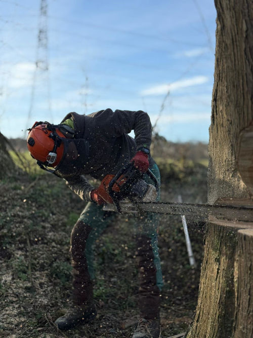 Felling a tree using a chainsaw