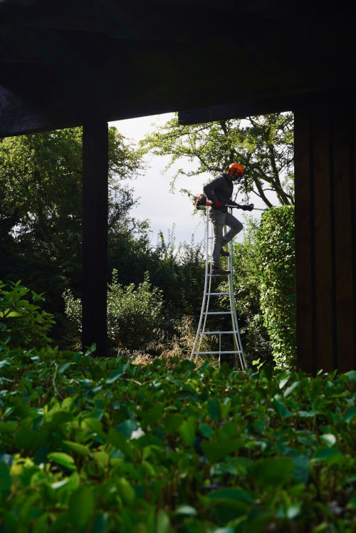Hedge trimming from the top of a tripod ladder